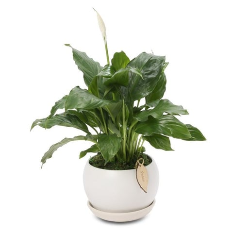 25 Best Small Plants For Home And Apartments 14 Peace lily