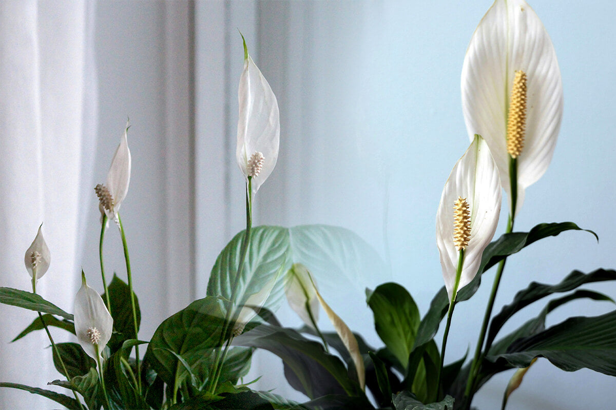 How to Use Feng Shui Plants to Bring Positive Energy into Your Home 3 peace lily