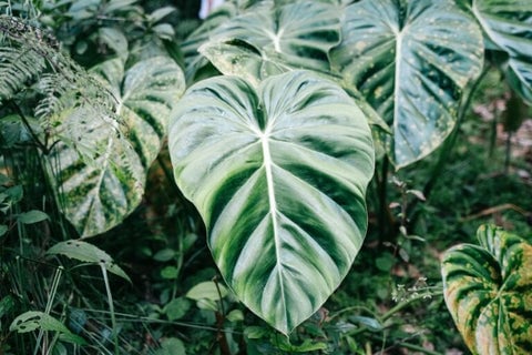 The 10 Best Feng Shui Plants For Home & Business | Enhance Your Health & Wealth 6 A Philodendron plant with its classic heart-shaped green leaves.