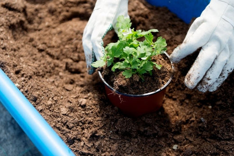 Planters Etc Planting Guide: 10 Helpful Tips and Planting Resources 6 Planting a new plant
