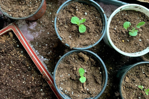 Planters Etc Planting Guide: 10 Helpful Tips and Planting Resources 9 Planting seeds indoors