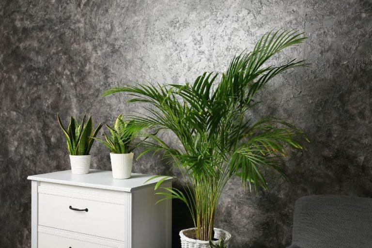 10 Low Light Plants that Grow In The Dark