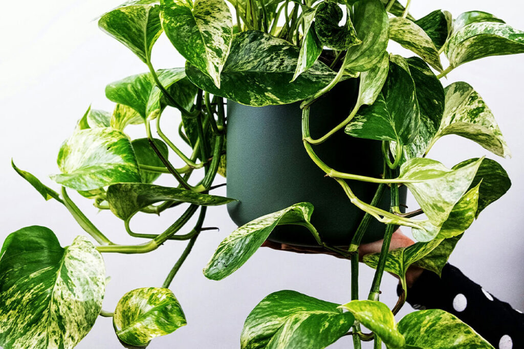 8 Compact Plants Ideal for Small Apartments 4 pothos plant
