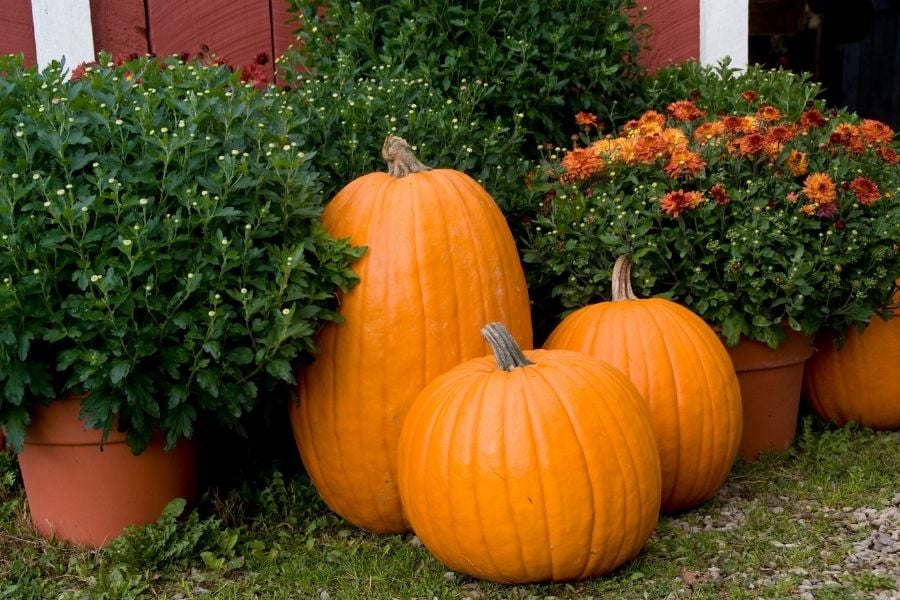 Three pumpkins with mums