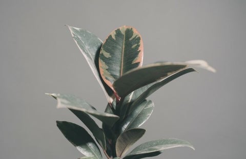 The 10 Best Feng Shui Plants For Home & Business | Enhance Your Health & Wealth 9 A Rubber Plant with large, glossy, dark green leaves.