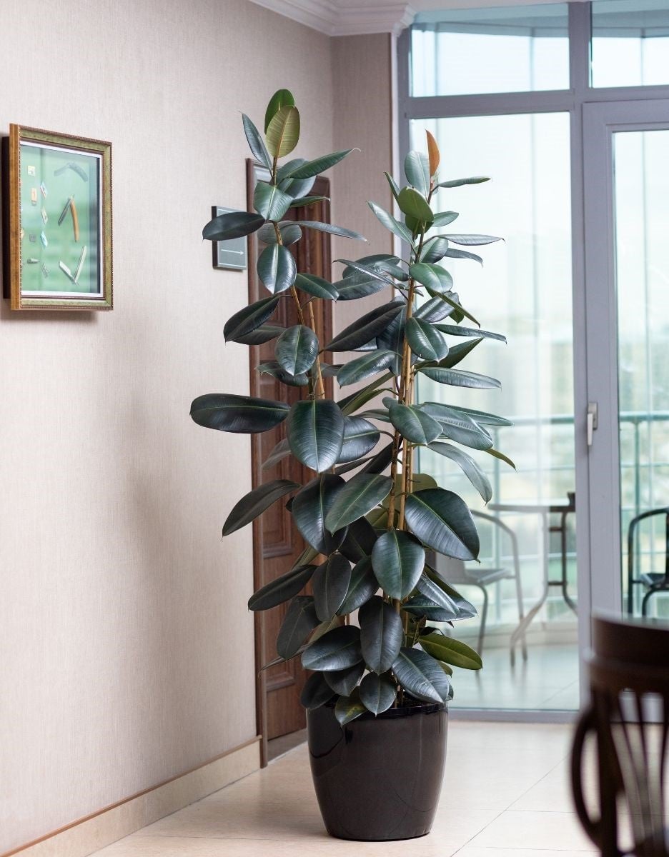 The rubber plant makes a really good plant for east-facing windows