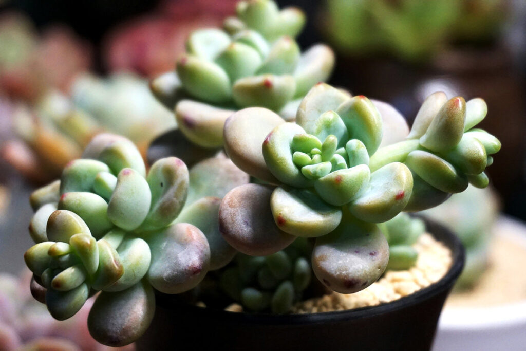 Using Planters for Small Urban Spaces: Maximizing Every Inch 3 sedum