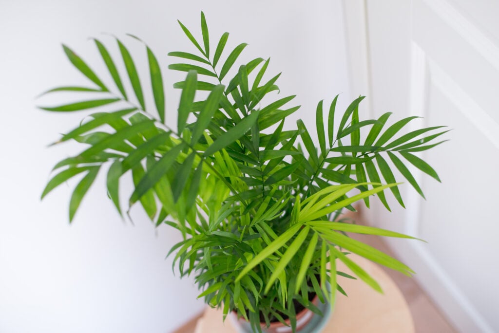 Parlour Palm