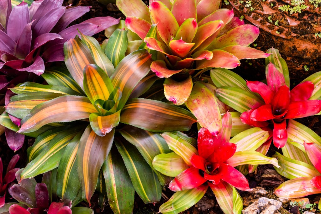 Bromeliad Plant