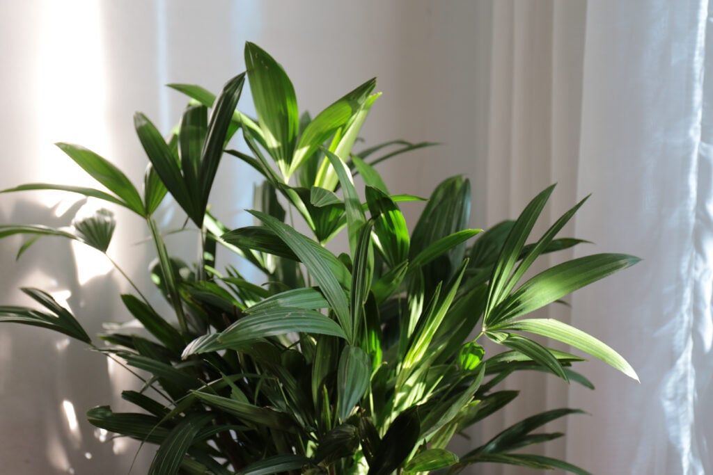 Lady Palm