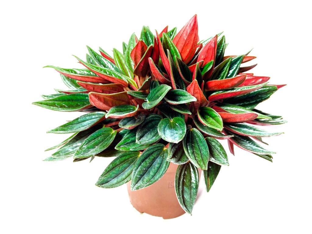 Peperomia Plant