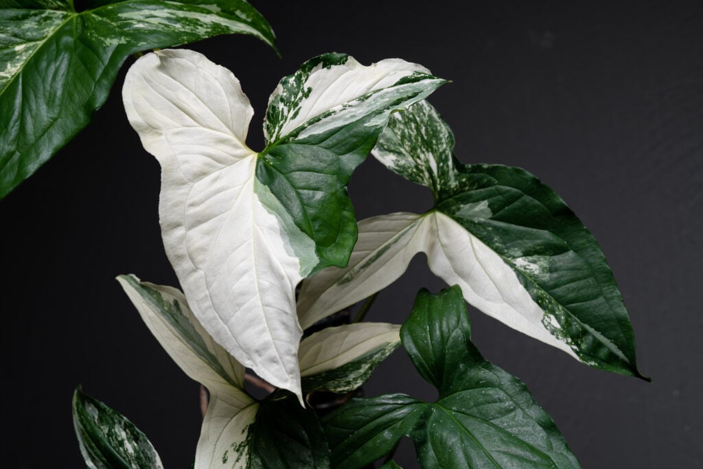 Arrowhead Plant