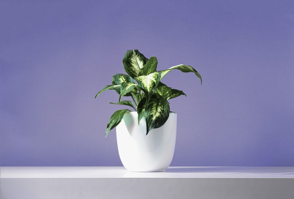 Dumb Cane Plant