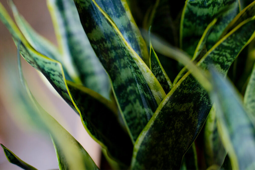 8 Compact Plants Ideal for Small Apartments 1 snake plant