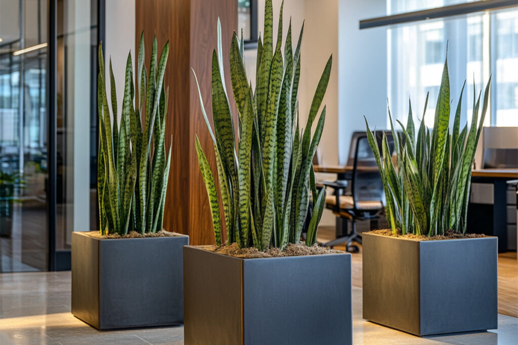  Snake Plant (Sansevieria) 
