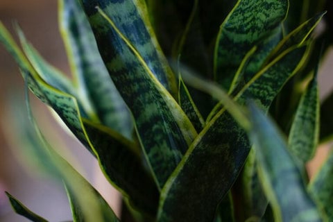 The 10 Best Feng Shui Plants For Home & Business | Enhance Your Health & Wealth 11 A Snake Plant with its tall, sword-like, variegated leaves.