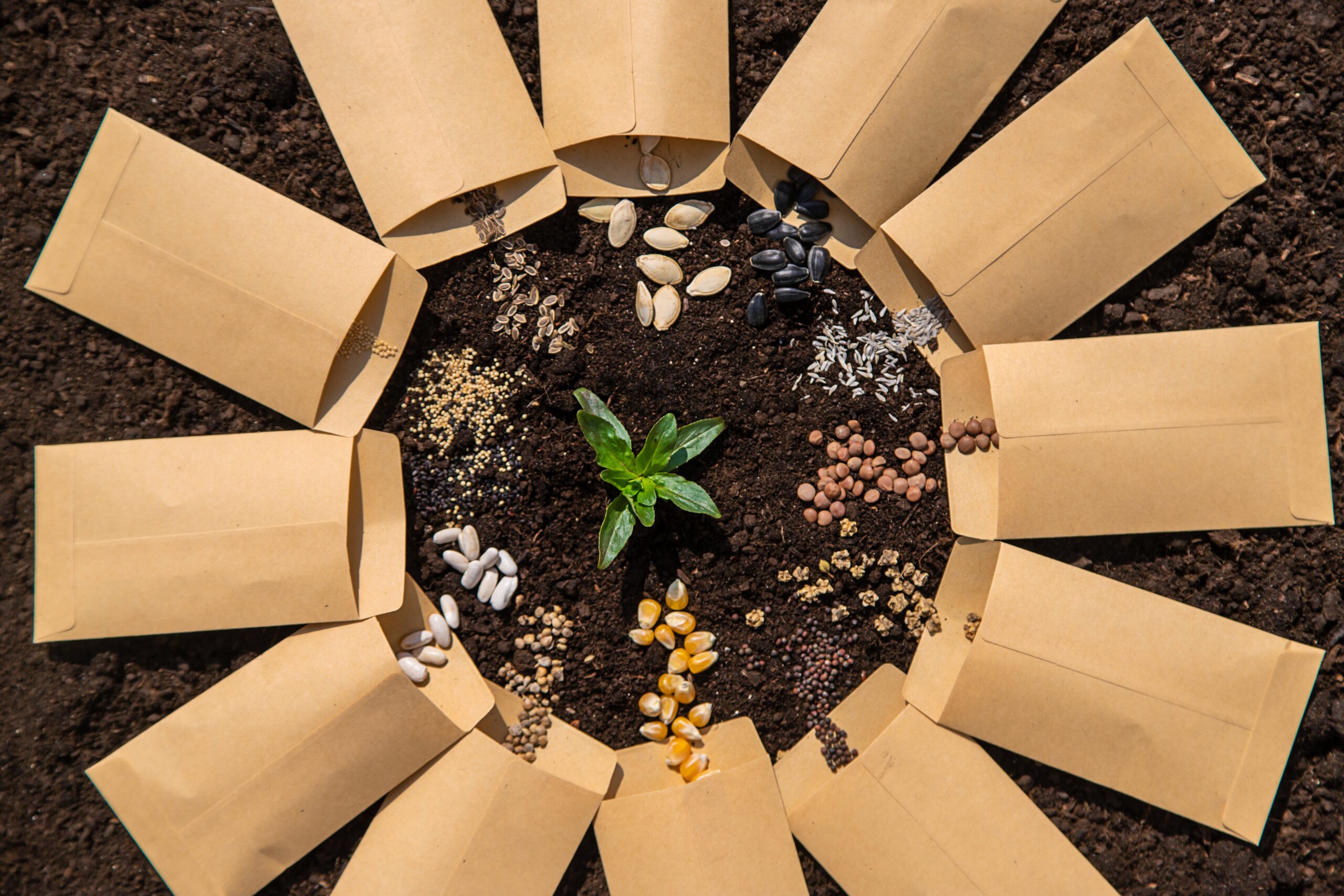 Year-Round Wildlife Support: Smart Choices To Attract Living Things 3 sow different seeds in the garden sowing calendar 2024 12 19 16 21 41 utc scaled