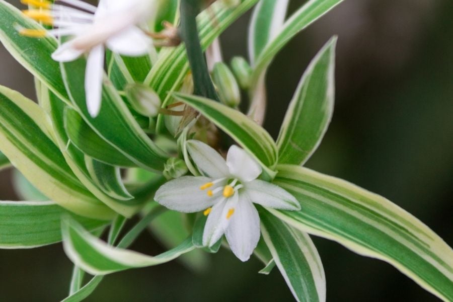 Spider Plant