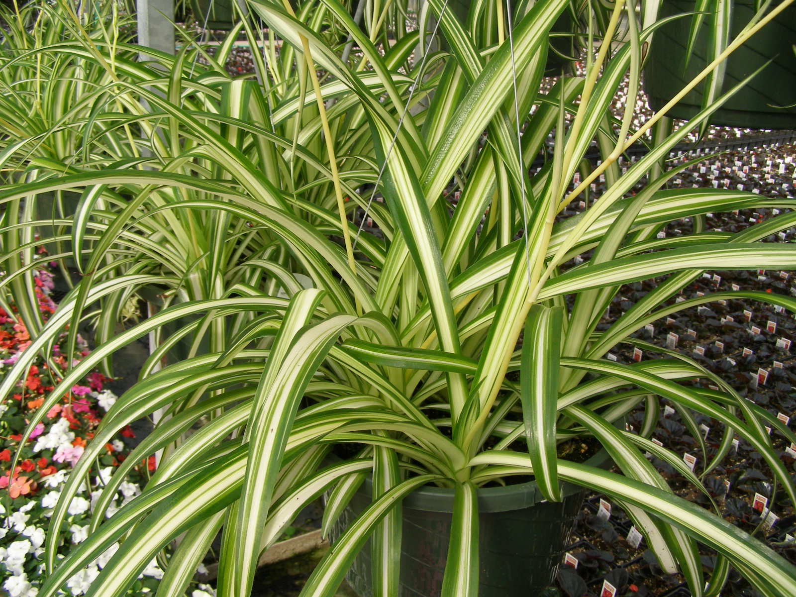 Fiberglass Planters for Nursing Homes: Interior Design Ideas & Mental Health Benefits 3 spider plant