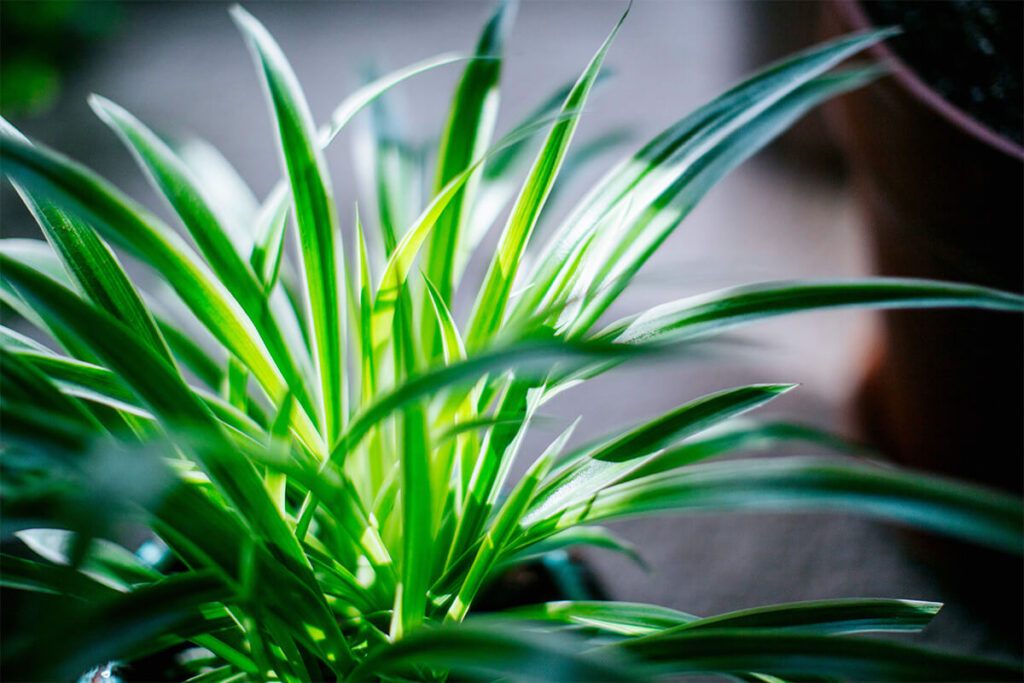 8 Compact Plants Ideal for Small Apartments 5 spider plant 0d907a1d 52f7 4cc5 a8d0 7538a27e1448