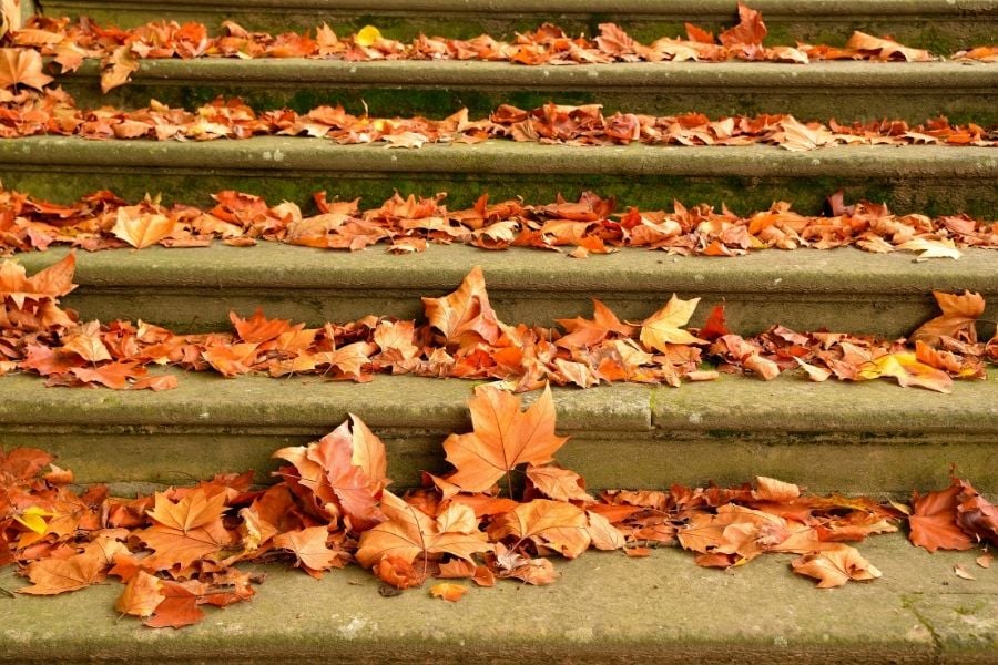 Staircase with foliage and branches
