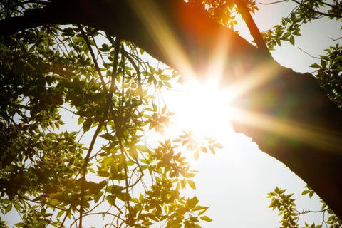 Planters Etc Planting Guide: 10 Helpful Tips and Planting Resources 4 Tree leaves and bright sunlight
