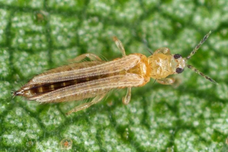How to Get Rid of Thrips on Houseplants: Tricks, Tips, And Prevention 1 Close up of thrips on plants