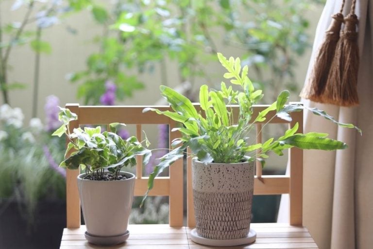 How to Get Rid of Thrips on Houseplants: Tricks, Tips, And Prevention 9 Potted plants placed in windy areas