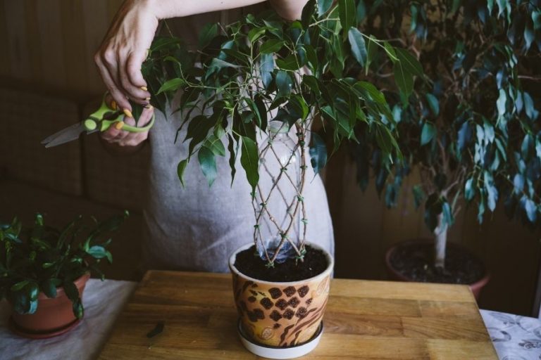 How to Get Rid of Thrips on Houseplants: Tricks, Tips, And Prevention 14 Person trimming a houseplant
