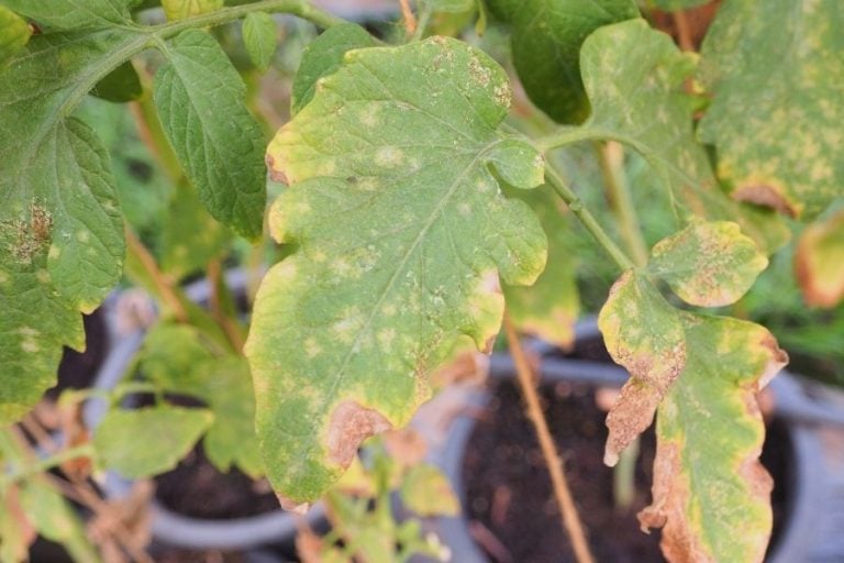 How to Get Rid of Thrips on Houseplants: Tricks, Tips, And Prevention 15 Plants in pots on a patio