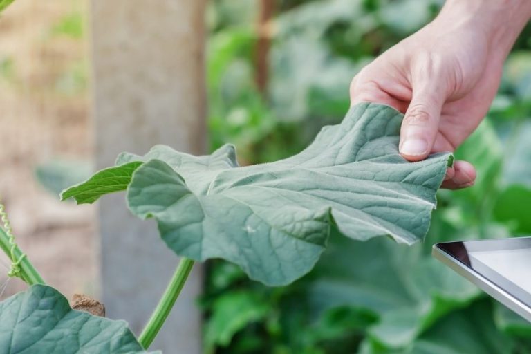 How to Get Rid of Thrips on Houseplants: Tricks, Tips, And Prevention 2 Person checking plant leaves by hand