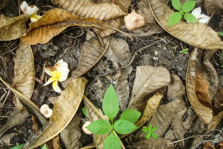 How to Get Rid of Thrips on Houseplants: Tricks, Tips, And Prevention 4 Plant leaves showing thrips damage
