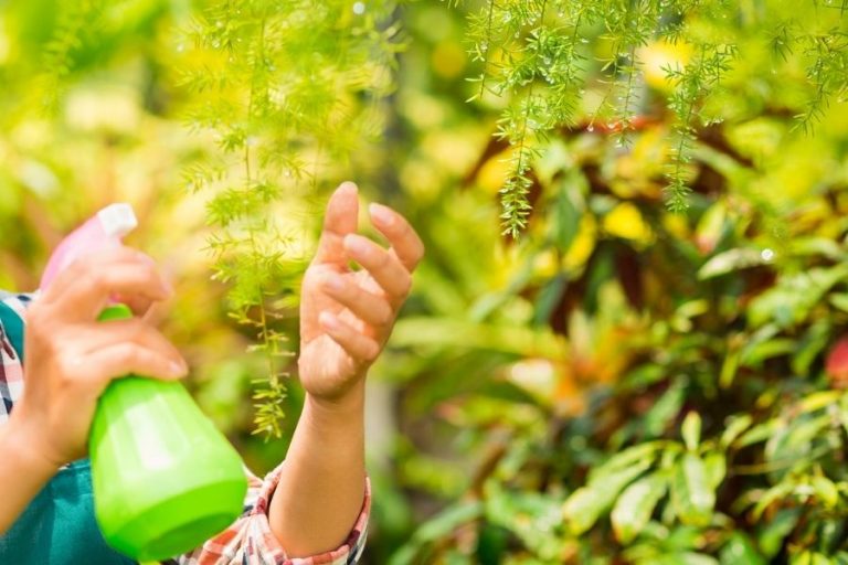 How to Get Rid of Thrips on Houseplants: Tricks, Tips, And Prevention 6 Flushing thrips off plants with water