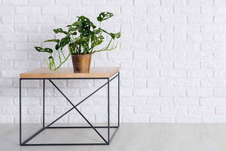 How to Get Rid of Thrips on Houseplants: Tricks, Tips, And Prevention 8 Moving plants to drier locations