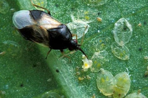Thrips infesting a houseplant