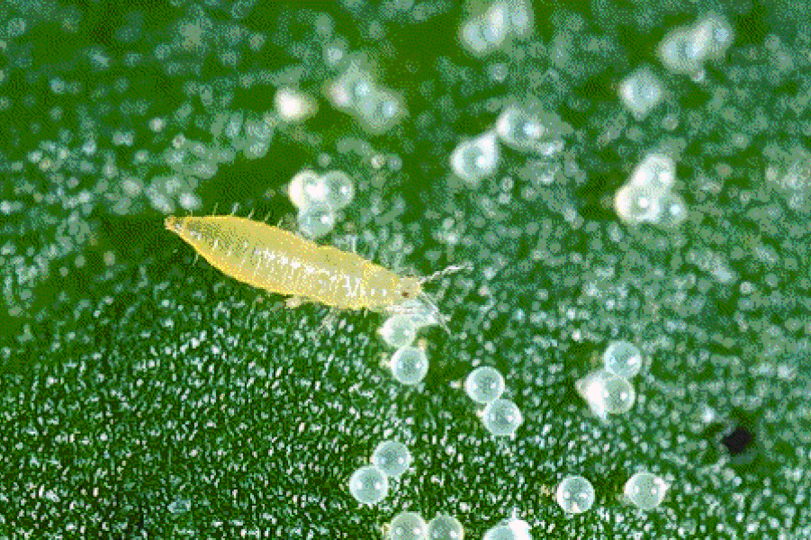 How to Get Rid of Thrips on Houseplants: Tricks, Tips, And Prevention 5 Thrips on plants become visible