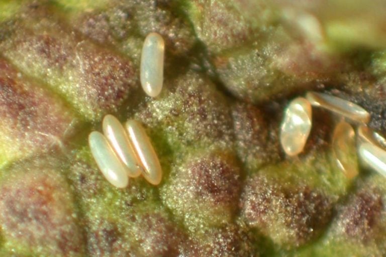 How to Get Rid of Thrips on Houseplants: Tricks, Tips, And Prevention 3 Thrips eggs on a plant leaf