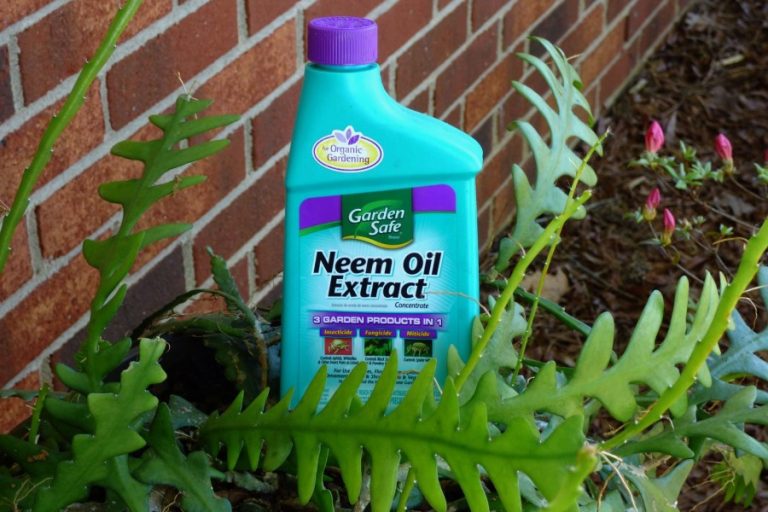 How to Get Rid of Thrips on Houseplants: Tricks, Tips, And Prevention 11 Neem oil for gardening