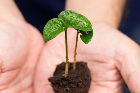 Planters Etc Planting Guide: 10 Helpful Tips and Planting Resources 10 Hands transplanting young plant