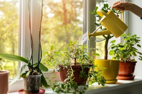 25 Best Small Plants For Home And Apartments 27 Watering indoor plants