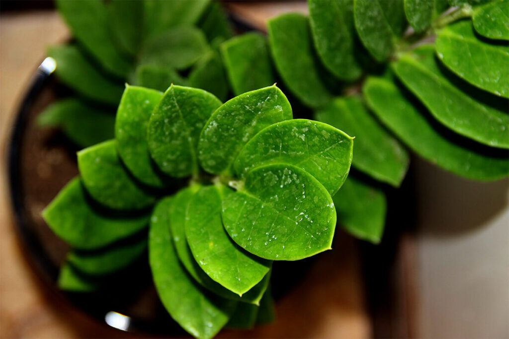 8 Compact Plants Ideal for Small Apartments 2 zz plant 1beb3b84 5213 4951 a427 cf931cac428a