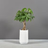 69015.12.MBW .Hayden.wplants