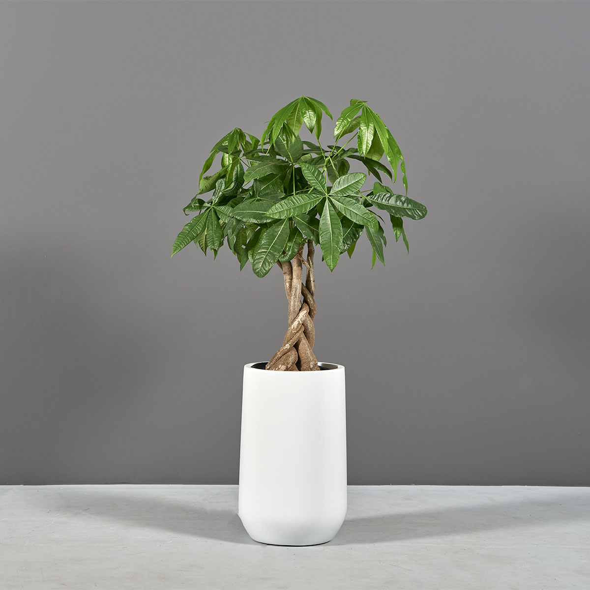 69015.12.MBW .Hayden.wplants