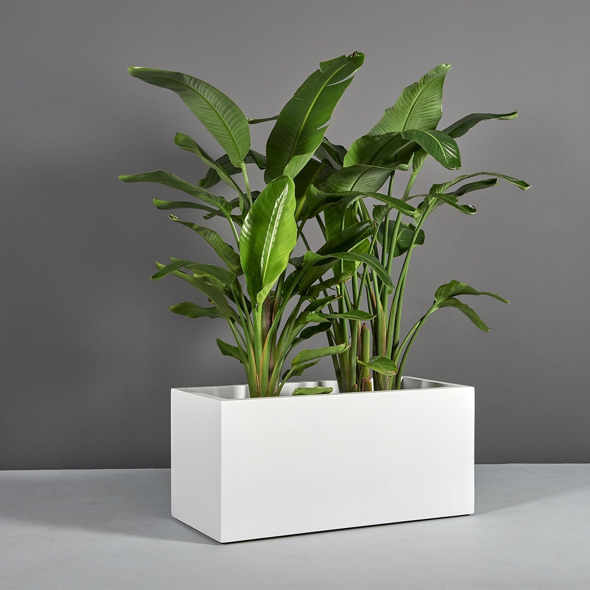 69220.MBW_.Badalona.Angle_.wplants 69220.MBW .Badalona.Angle .wplants