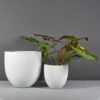 69285.Set_.MBW_.Alzira1.wplants 69285.Set .MBW .Alzira1.wplants