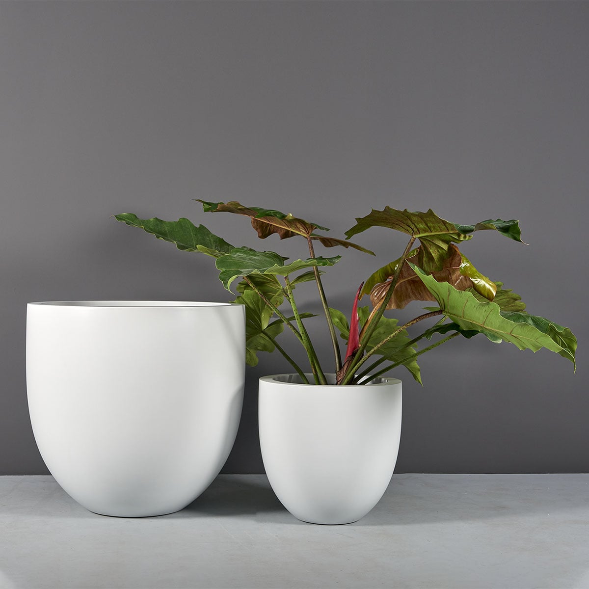 69285.Set_.MBW_.Alzira1.wplants 69285.Set .MBW .Alzira1.wplants