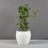 69460.20.MBW .Shanghai.Fishbowl1.wplants