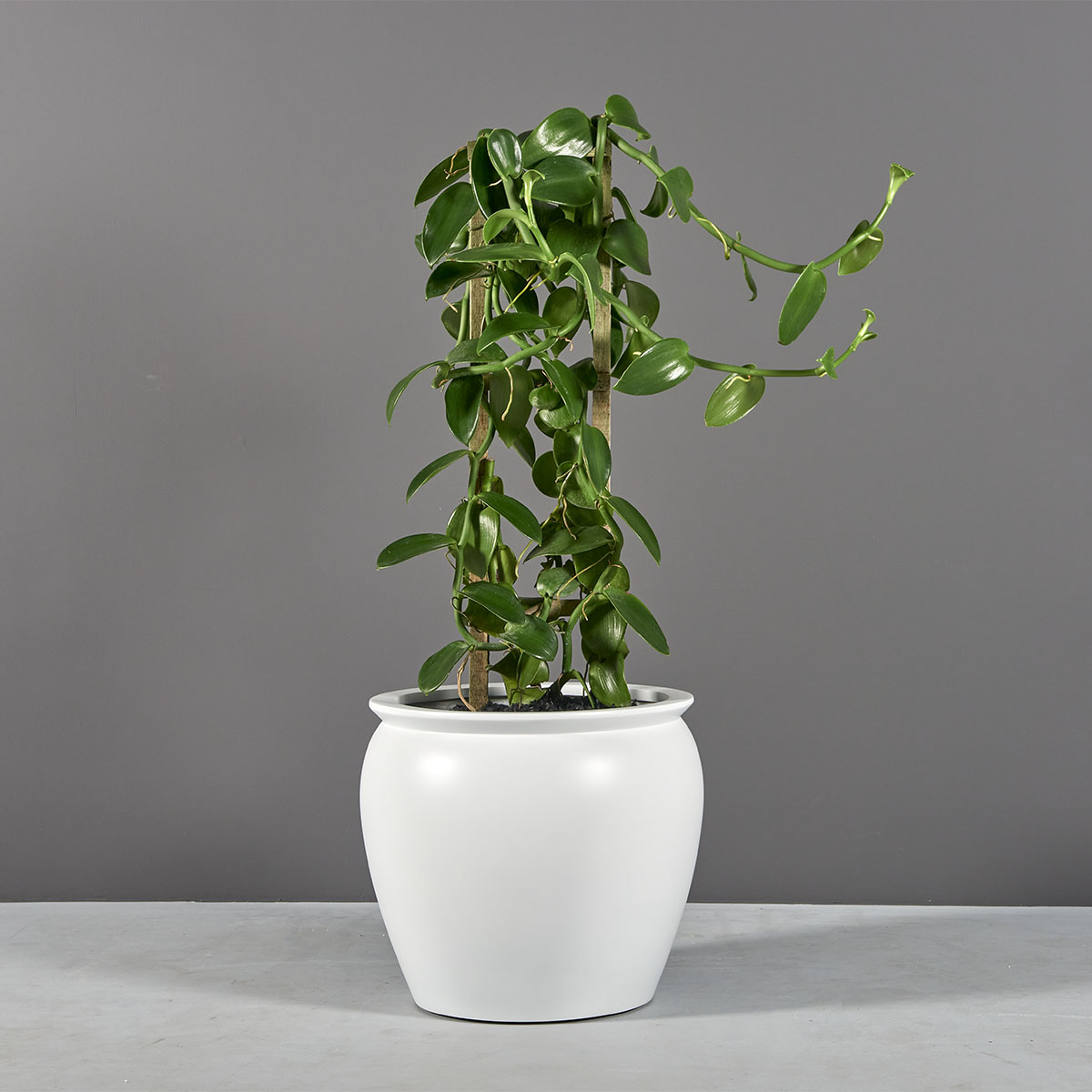 69460.20.MBW .Shanghai.Fishbowl1.wplants