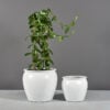 69460.Set .MBW .Shanghai.Fishbowl1.wplants 1