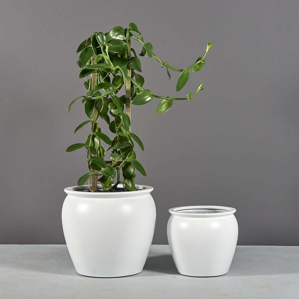 69460.Set .MBW .Shanghai.Fishbowl1.wplants 1